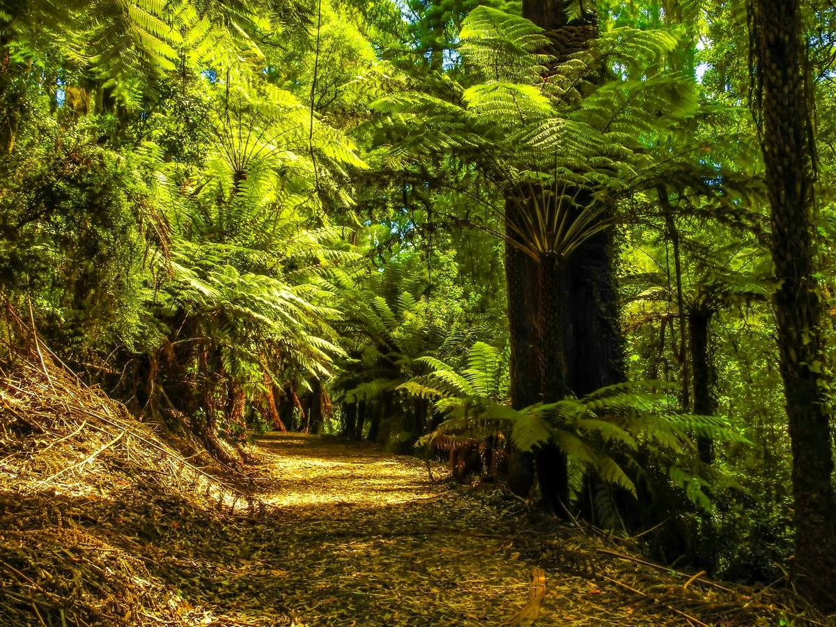 Private Puffing Billy Tour