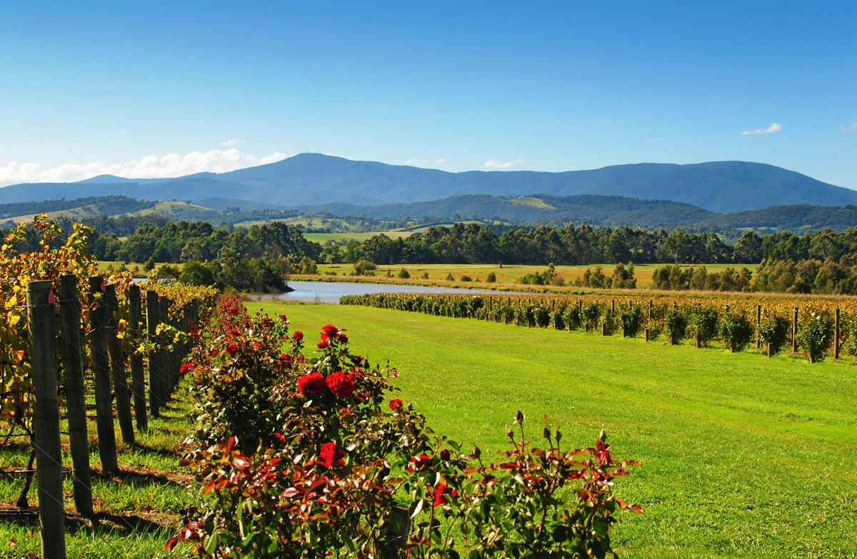 Experience Yarra Valley: A Tailored private Wine Journey