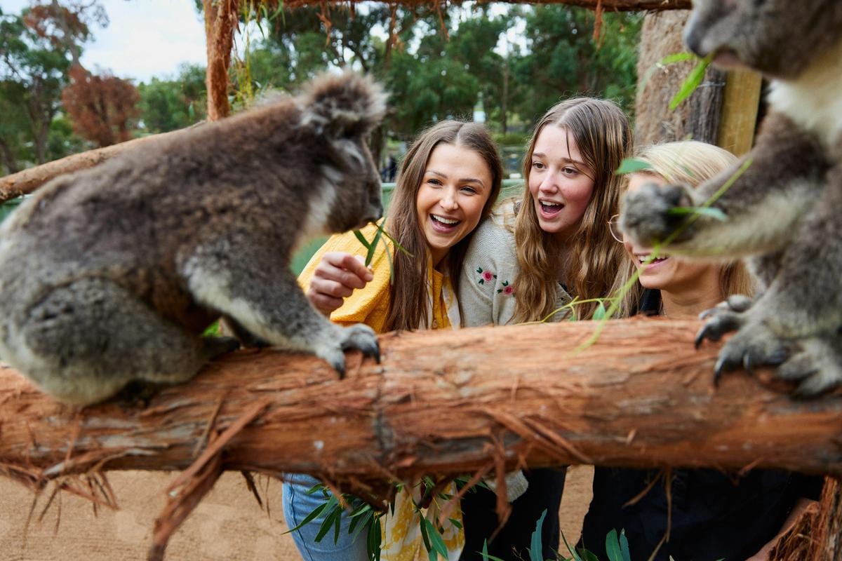 Gold City and Wildlife: A Ballarat & Sovereign Hill Day Trip