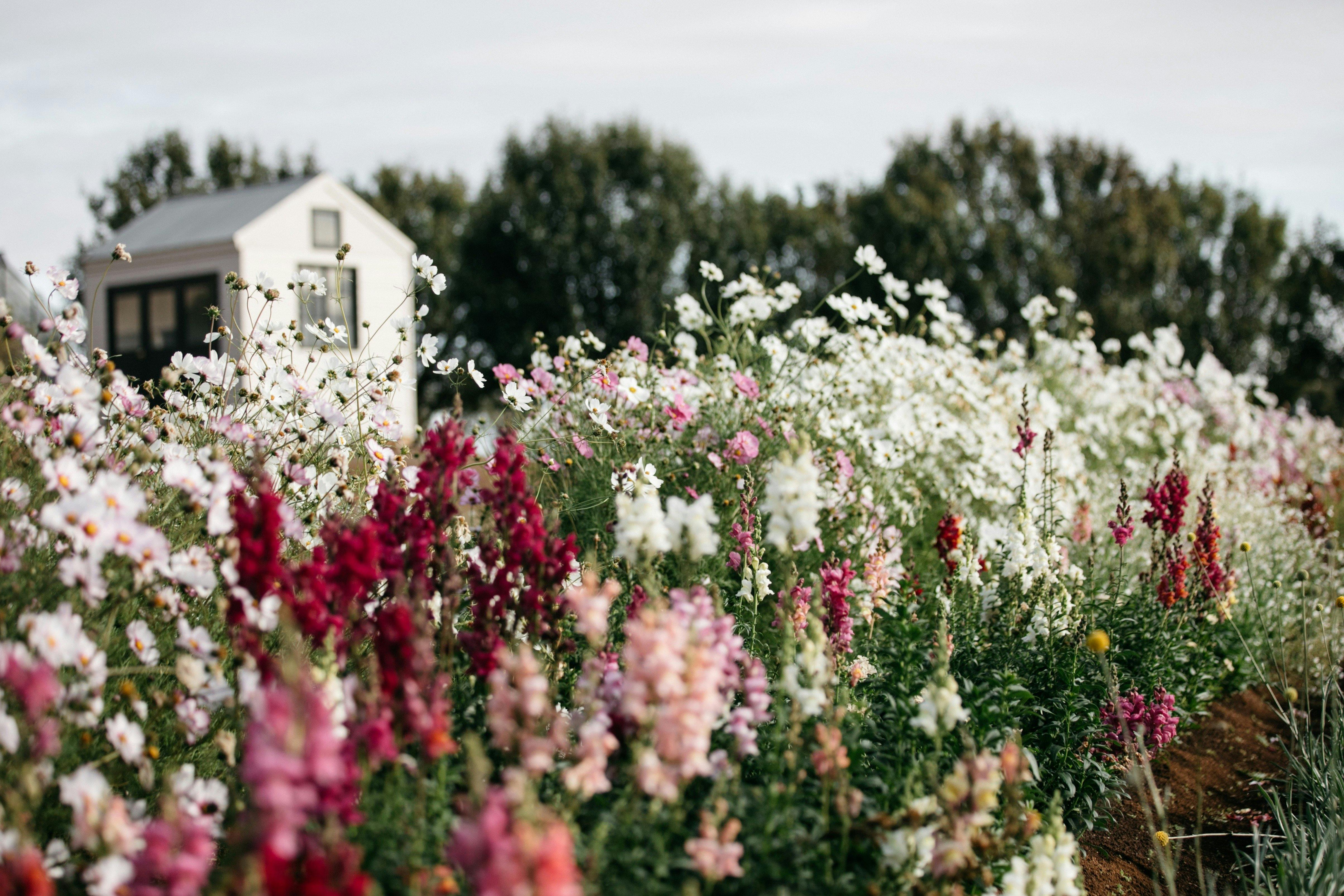 Dairy Flat Cutting Garden