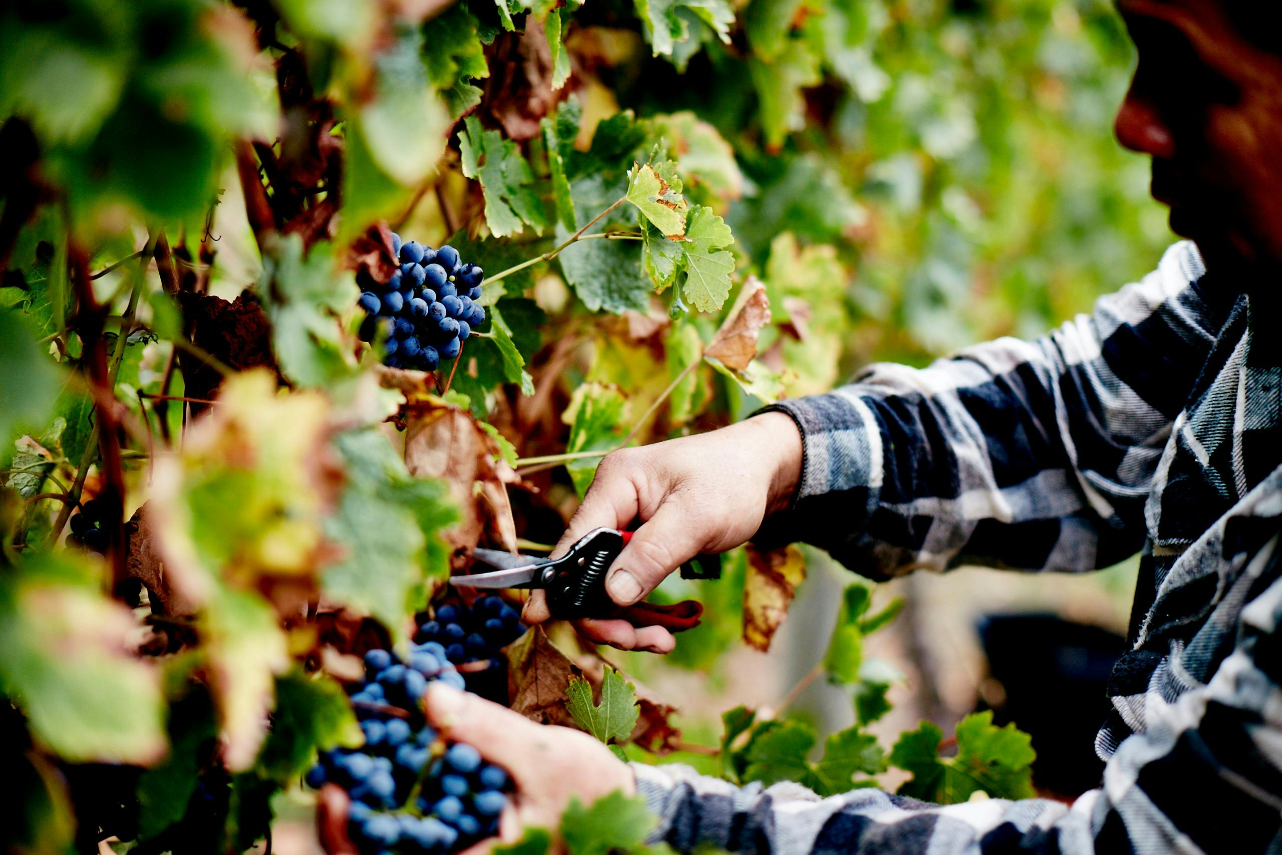 Dominique Portet Winery