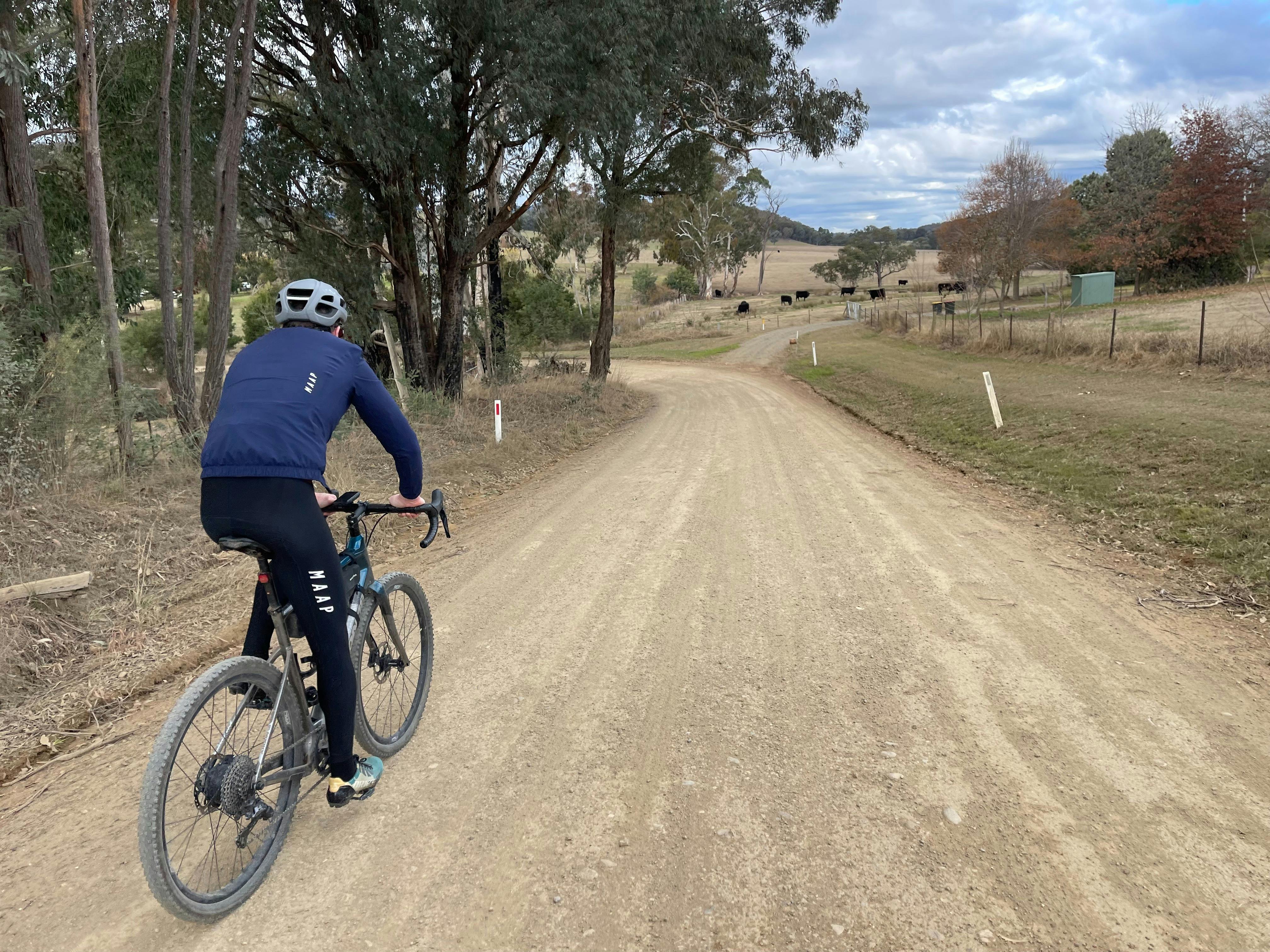 Cyclist riding away from camera on gravel road, hills, farmland and cows in distance.