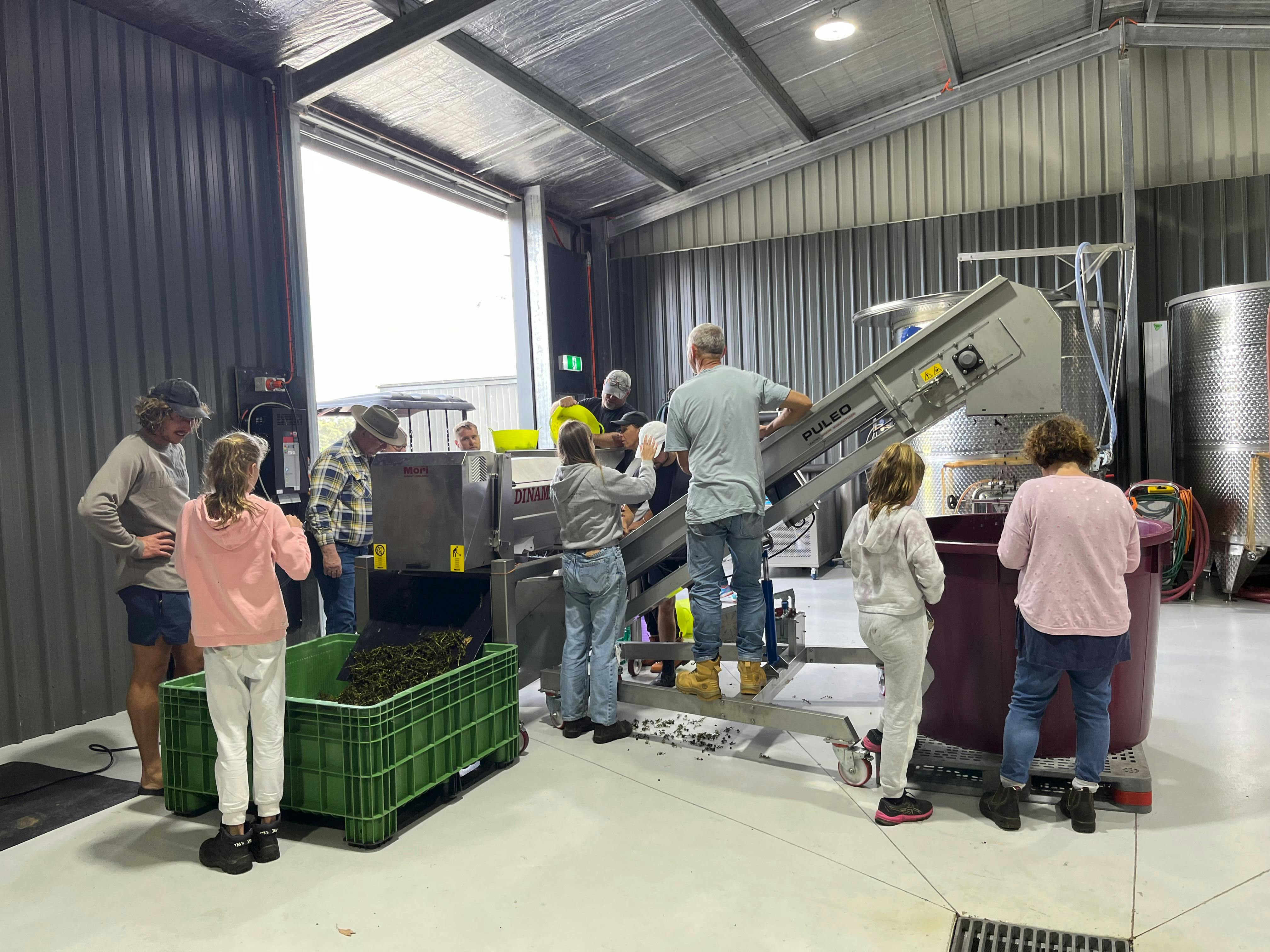 Sorting grapes before fermentation