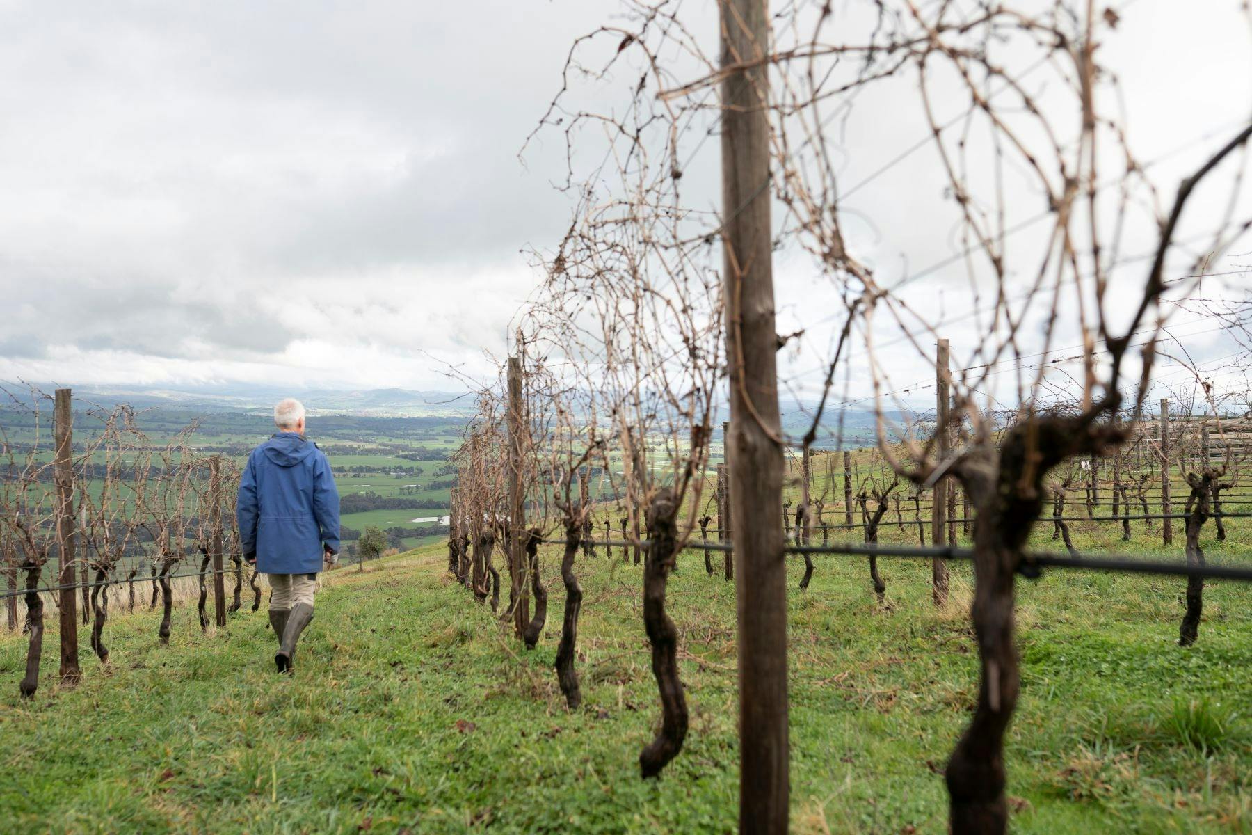 Mark Walpole, walking through Fighting Gully Road Vineyard