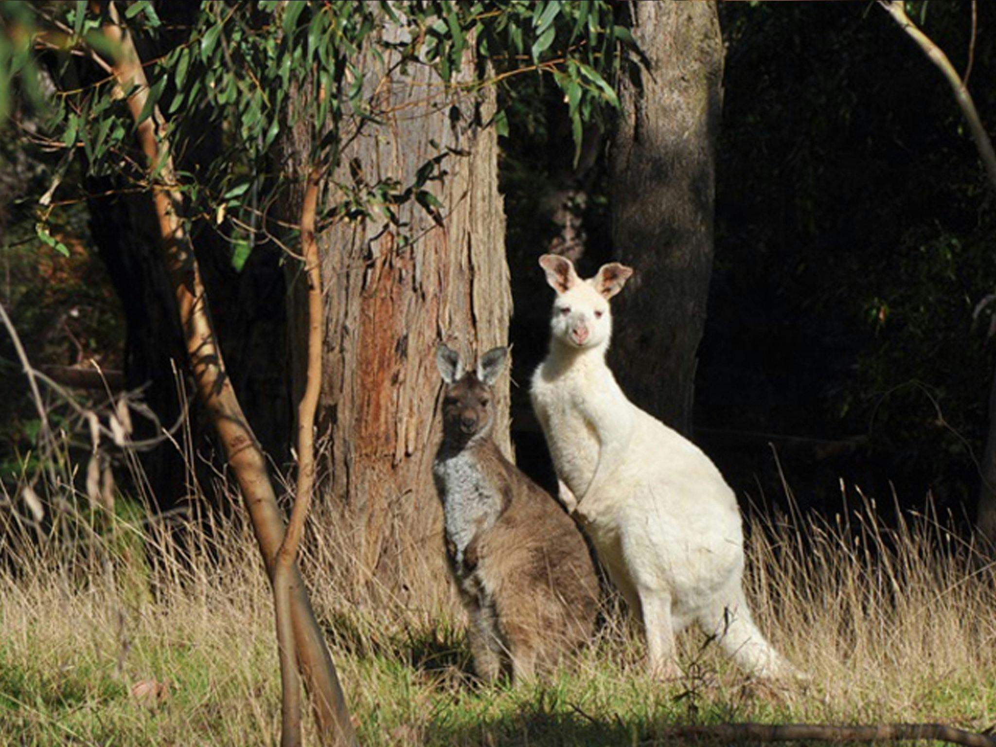 Wildlife Sanctuary with rare albino kangaroos