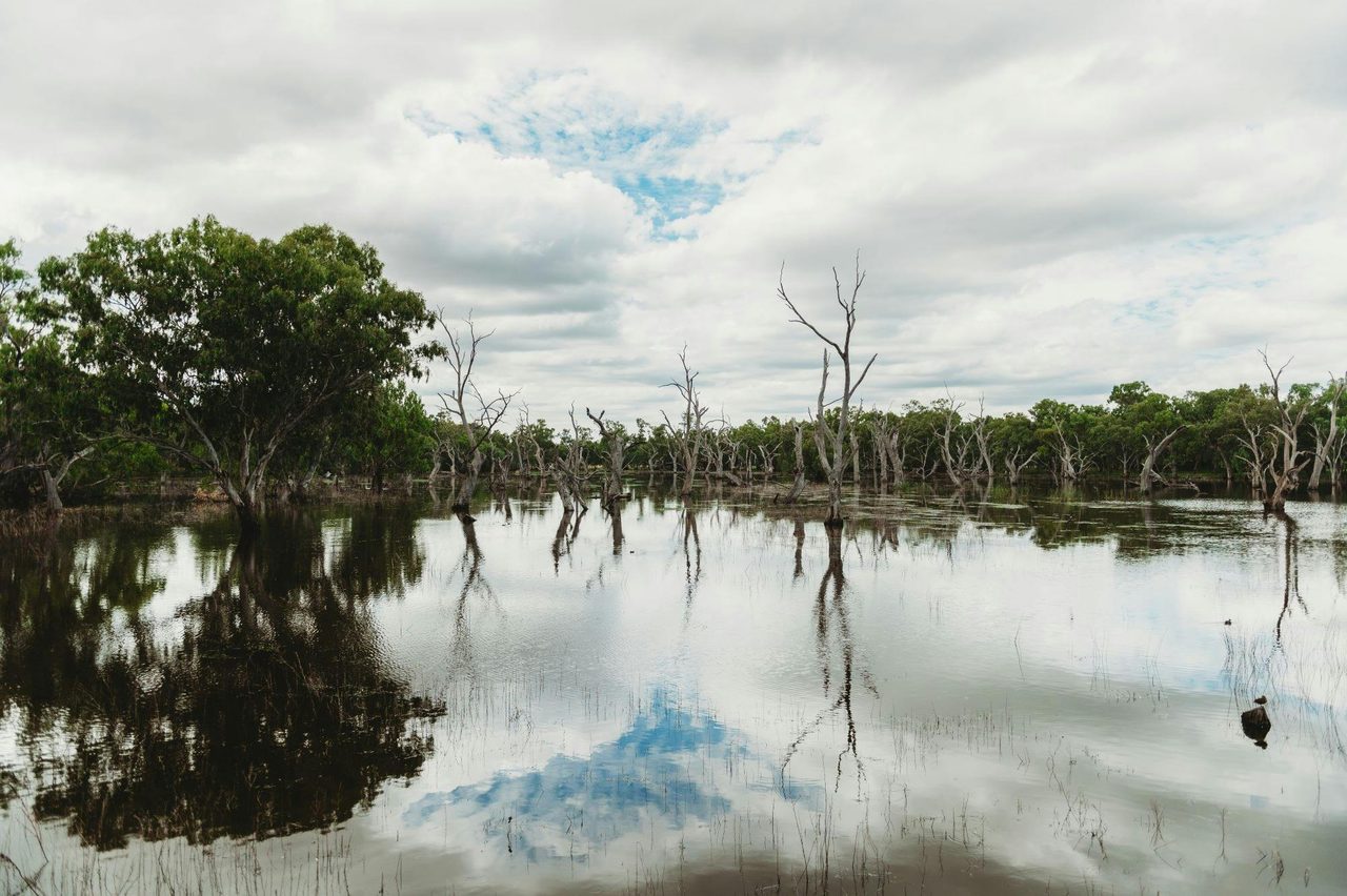 Gum Swamp Wildlife Refuge