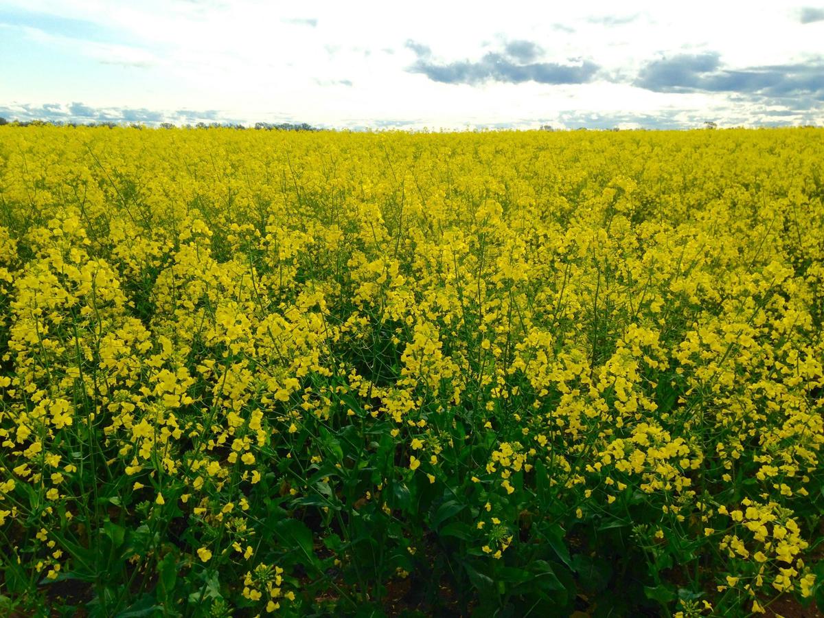 Canola Field - Warracknabeal