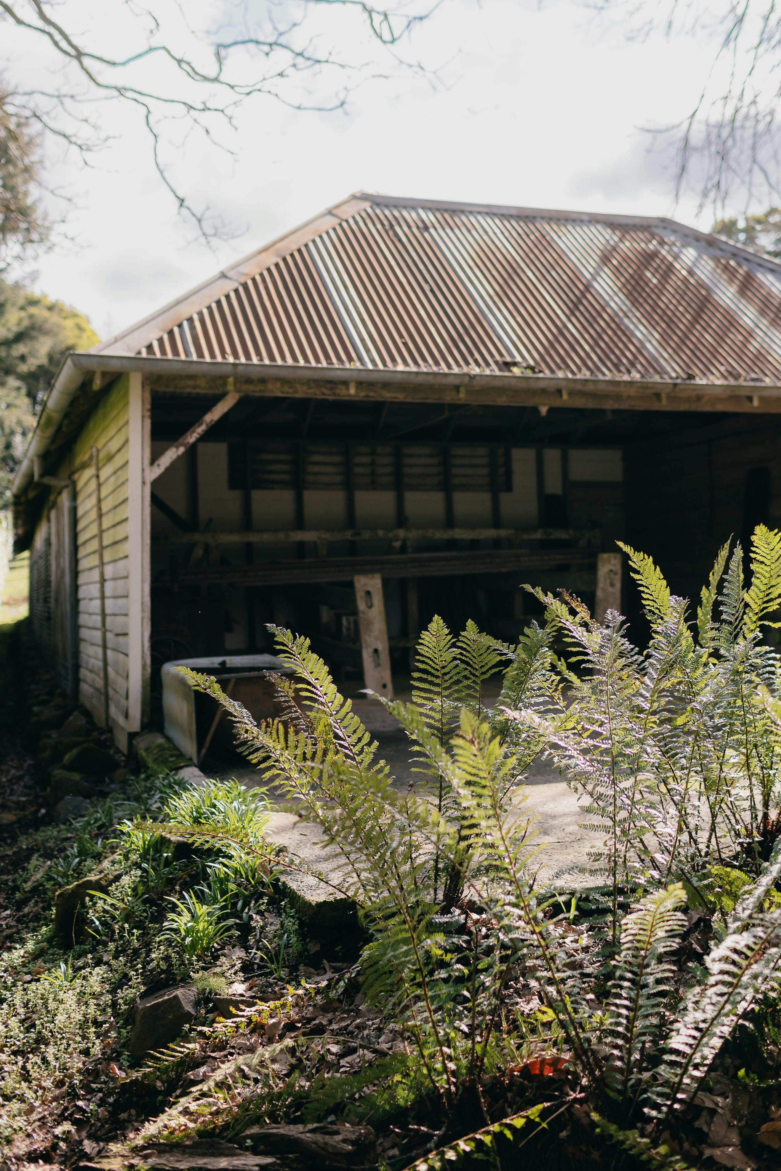 Old milking Shed- Duneira