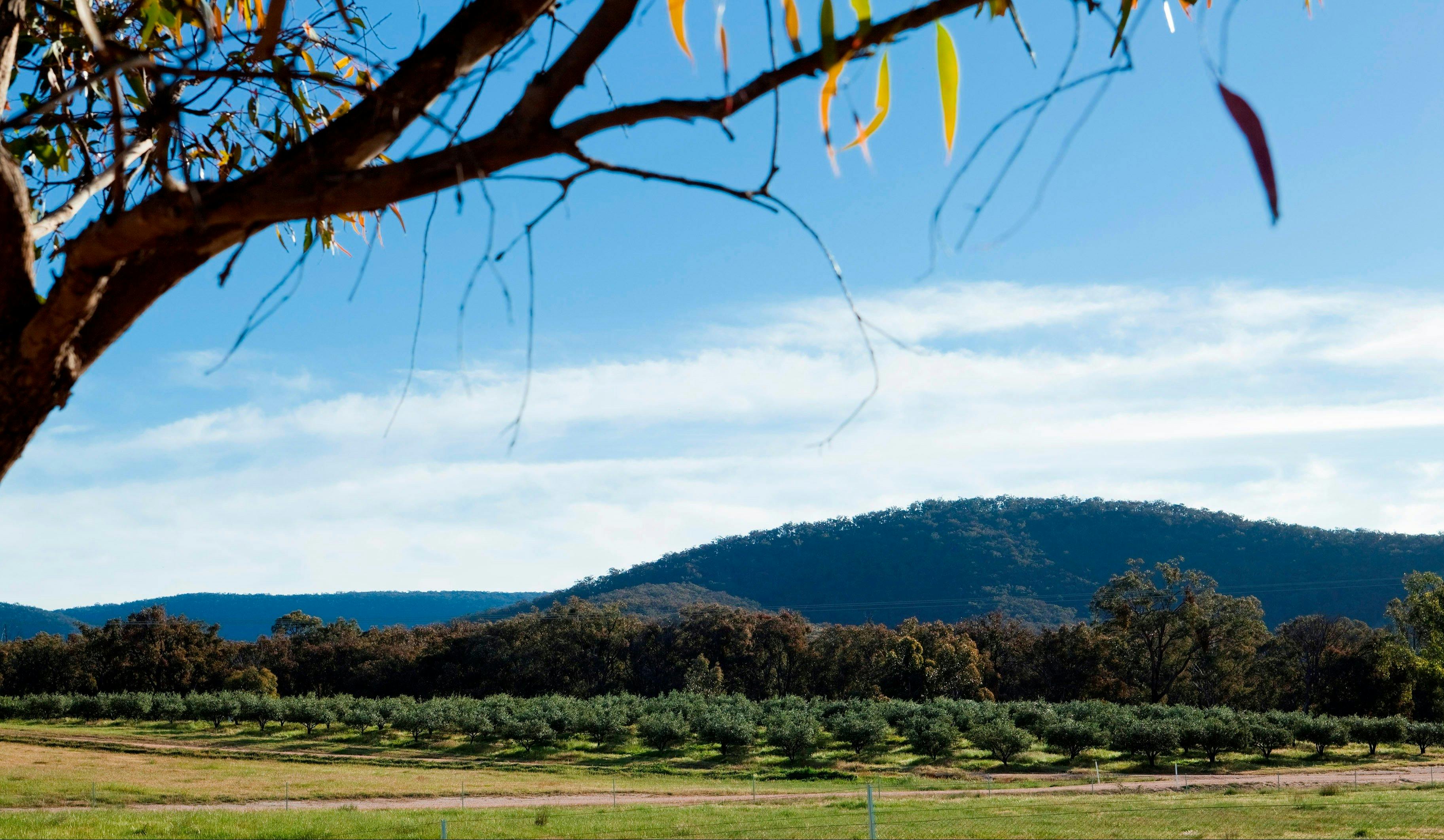 The view: olive grove and Pyrenees ranges