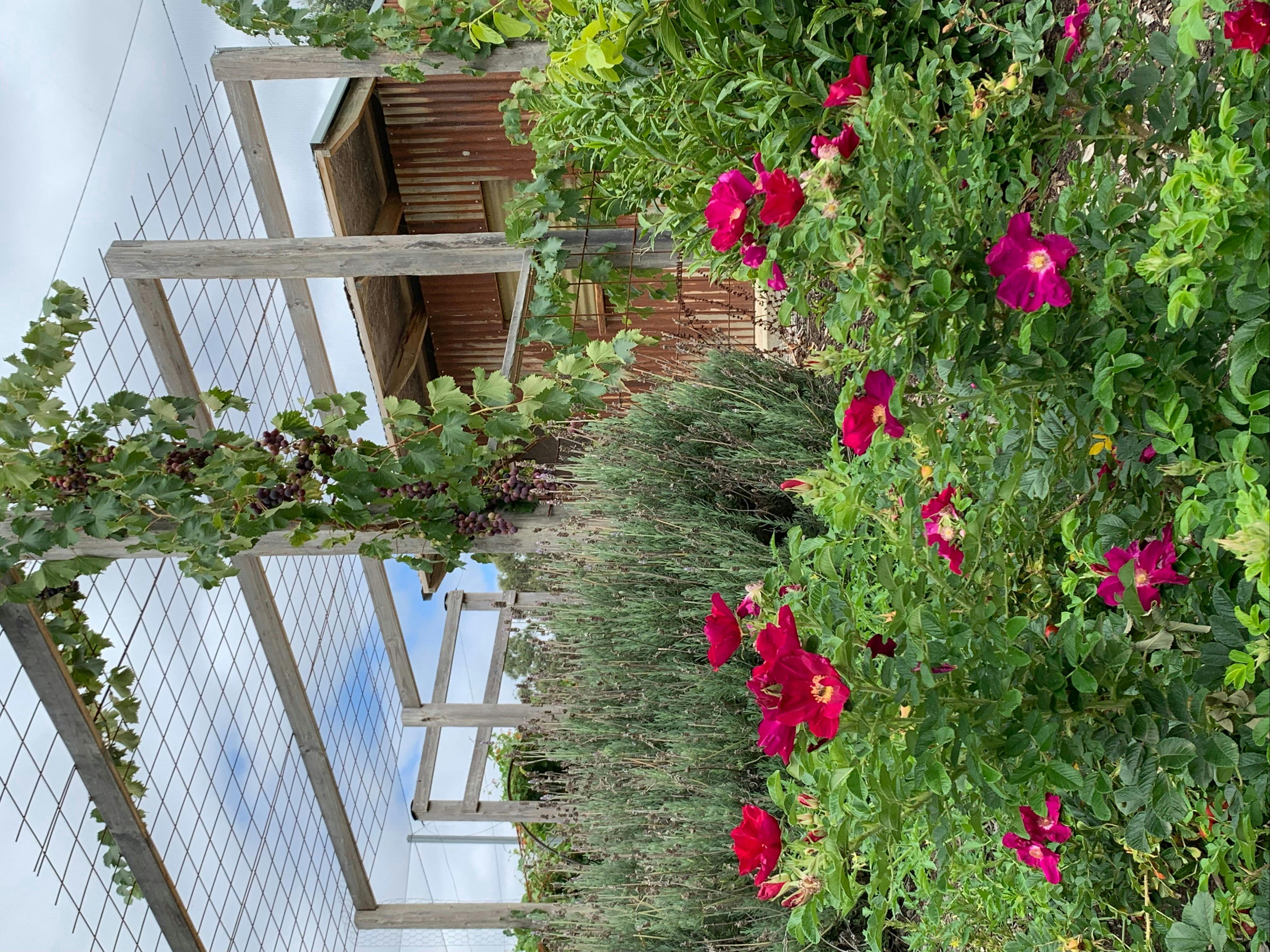 The Tea House within the Edible Forest surrounded by edible produce