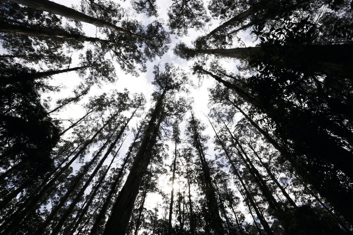 Dandenong Ranges National Park