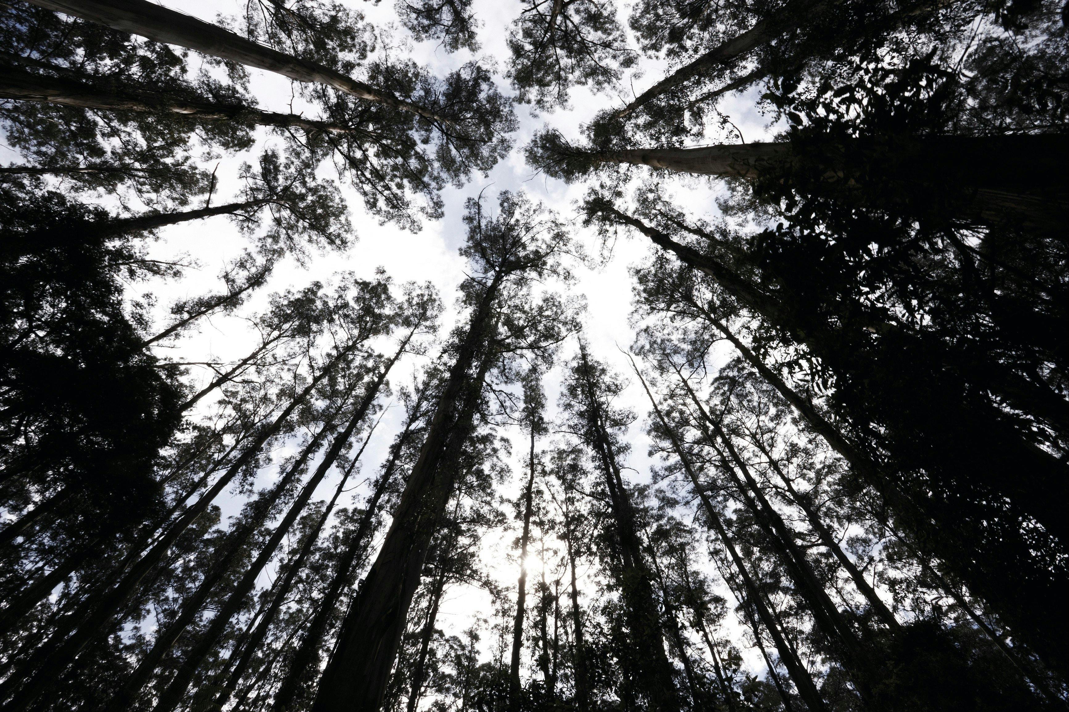 Dandenong Ranges National Park
