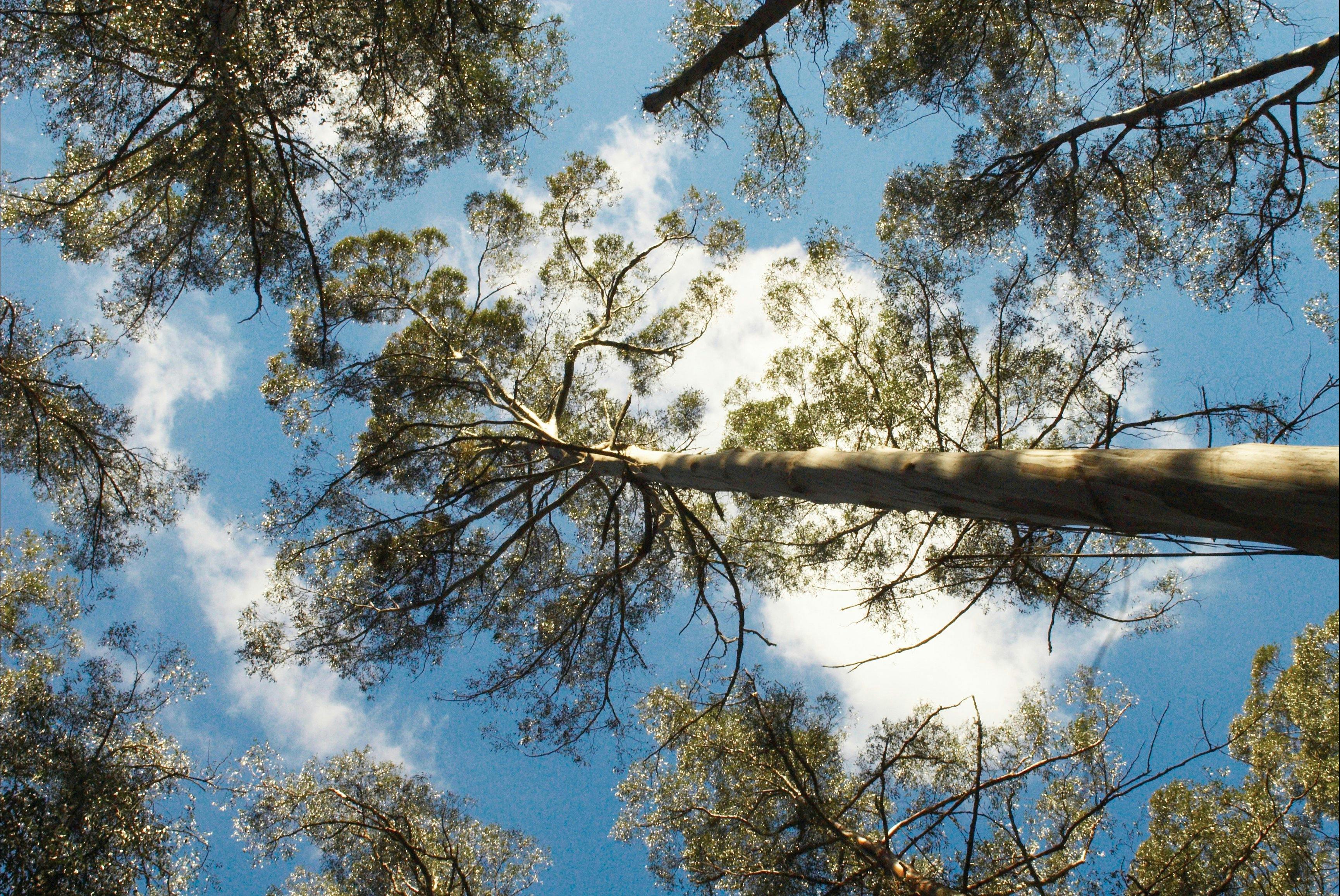 Dandenong Ranges National Park