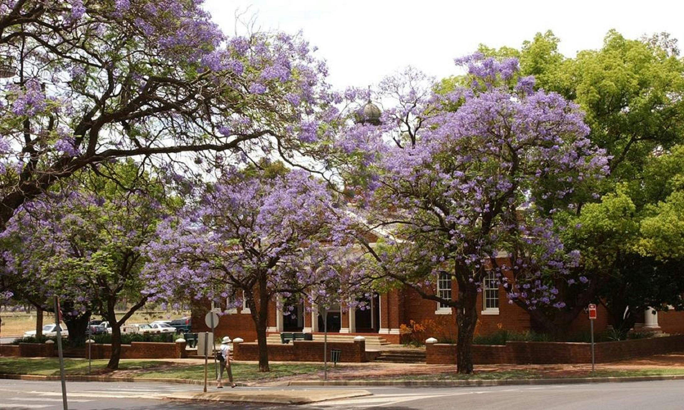 Griffith Court House & Jacarandas