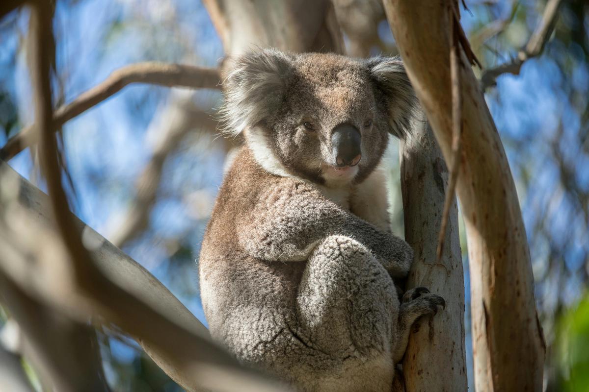 Koalas on French Island