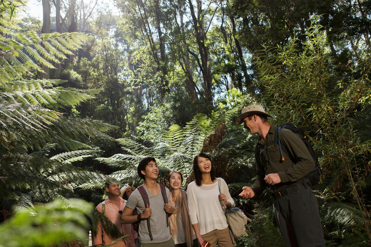 Explore Great Ocean Road and 12 Apostles