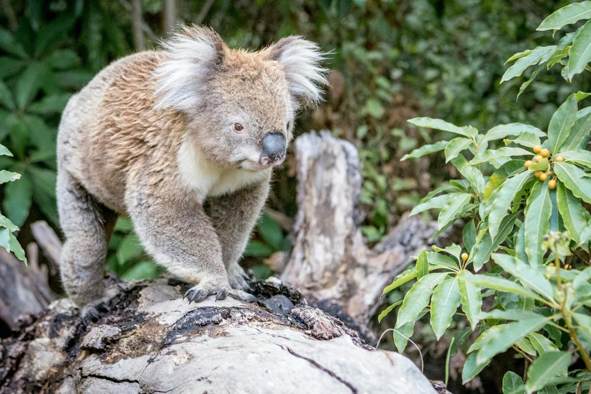 Explore Great Ocean Road and 12 Apostles