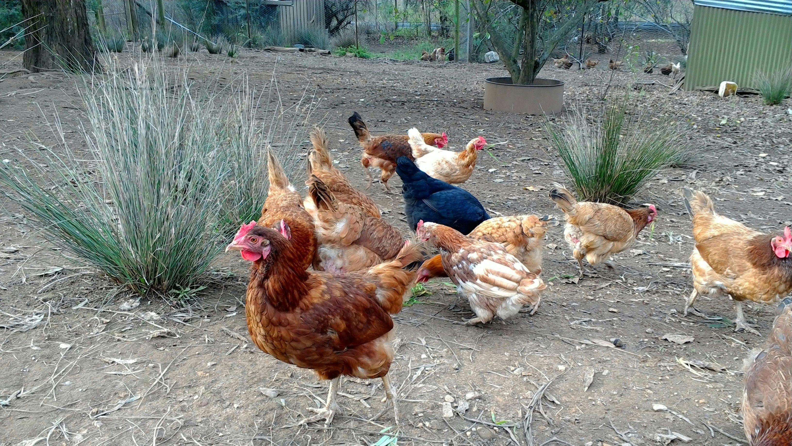 Chicken feeding on the farm