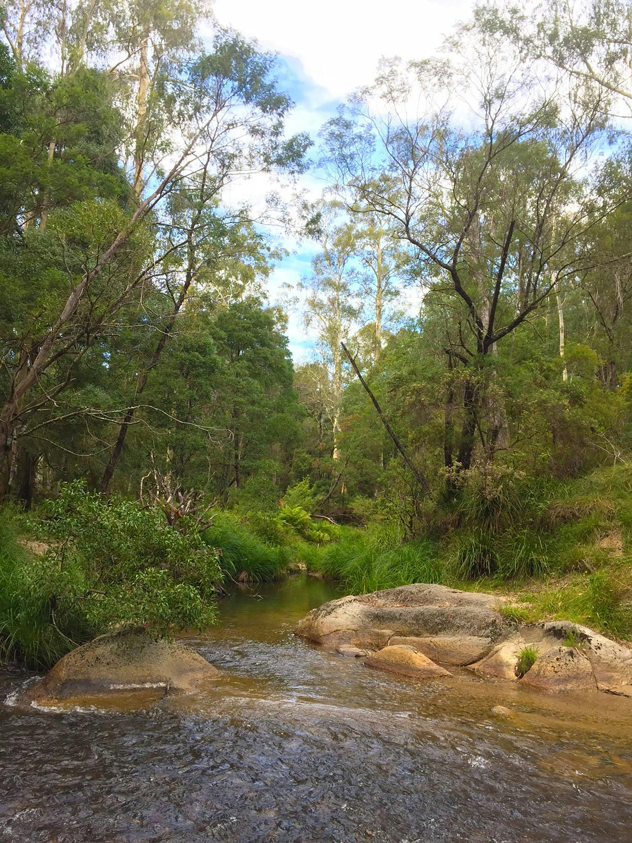 Errinundra National Park. Credit: Matt Zanini