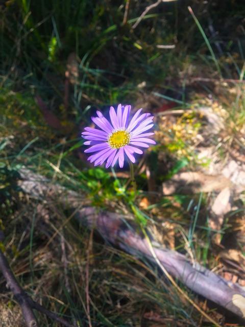 Errinundra National Park