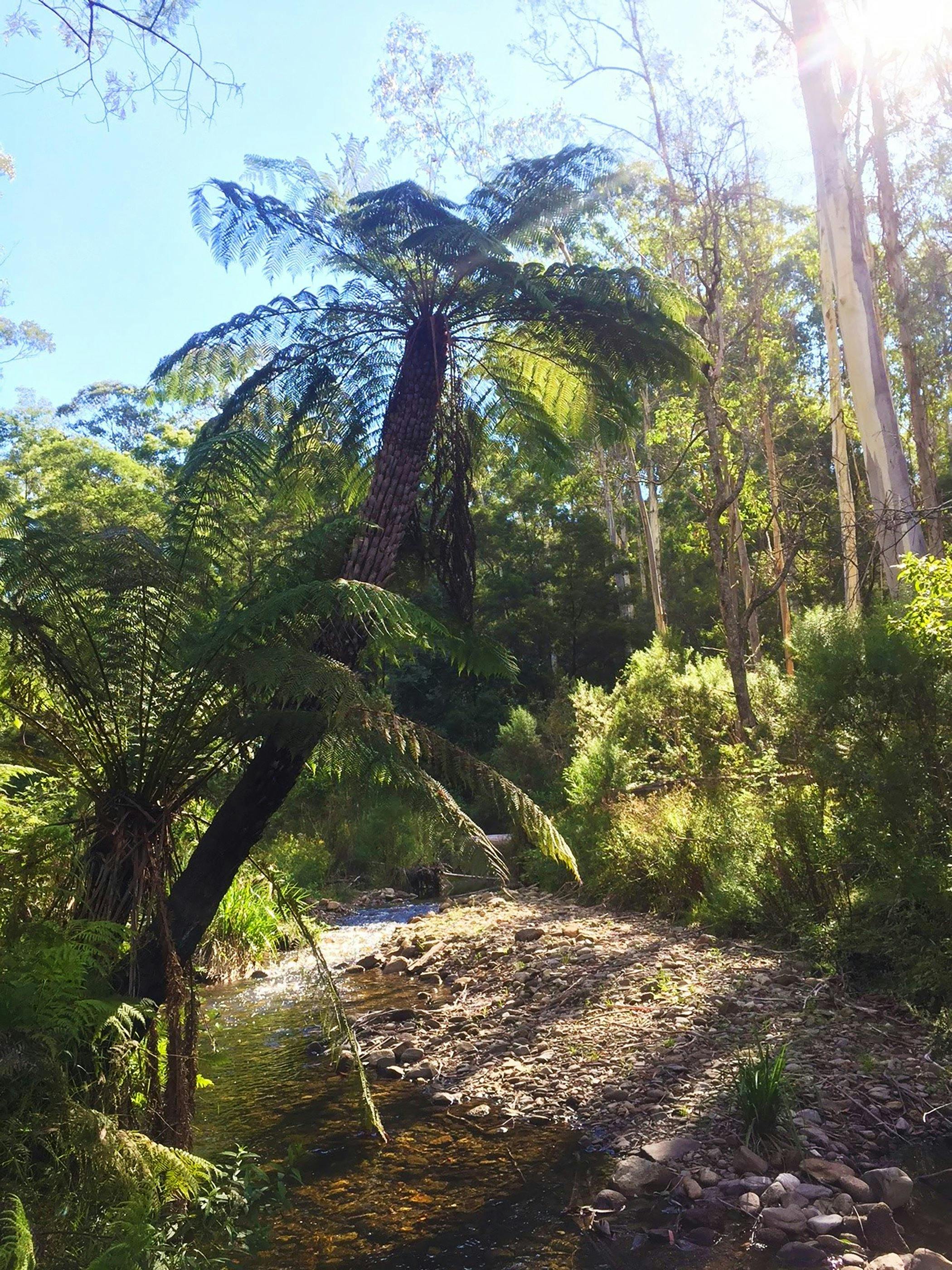 Errinundra National Park. Credit: Matt Zanini