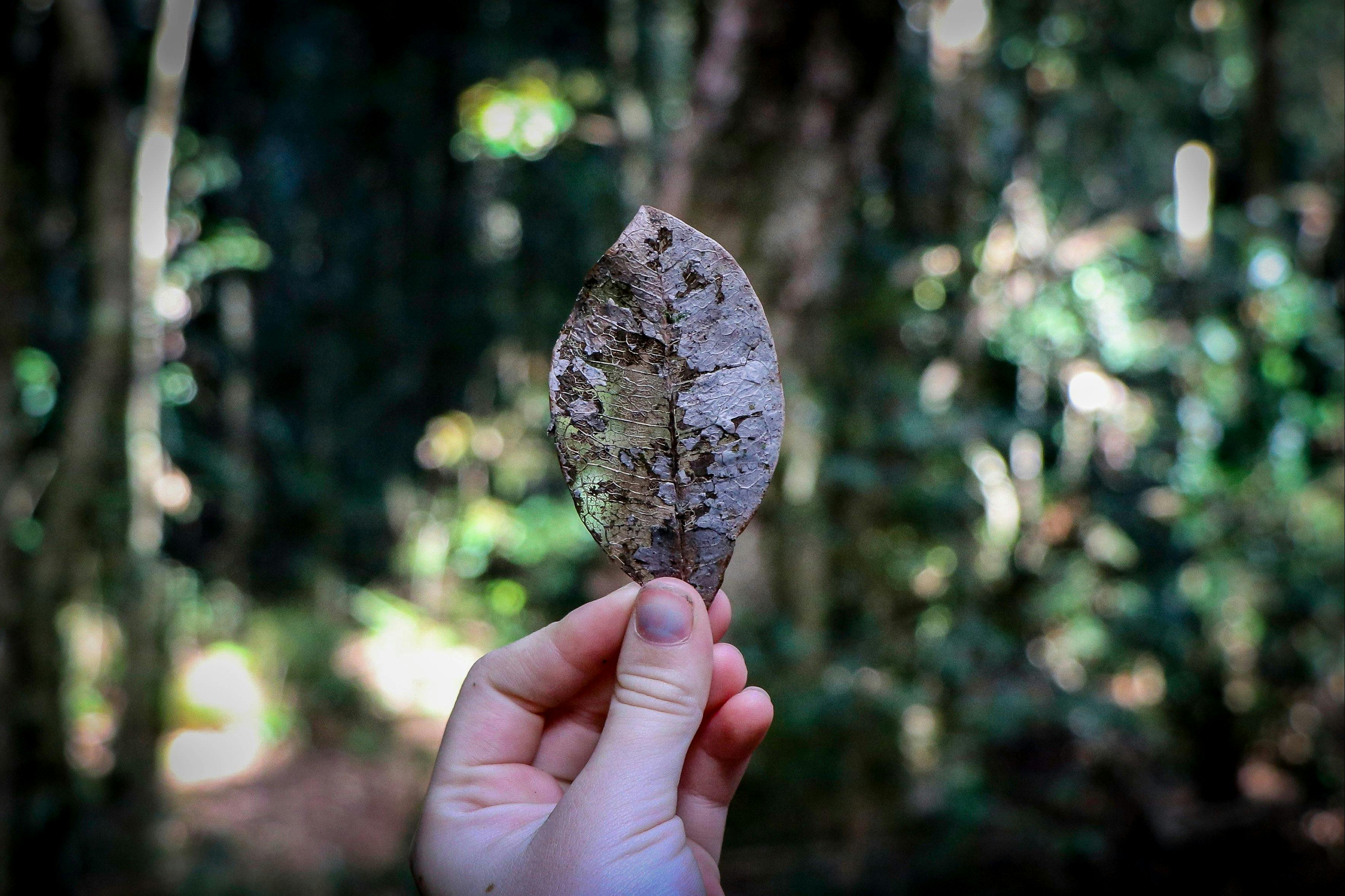 Hidden treasures on the Allyn River Rainforest Walk