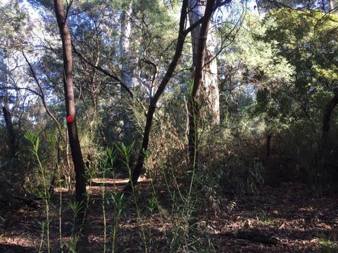 East Wangaratta Nature Conservation Reserve