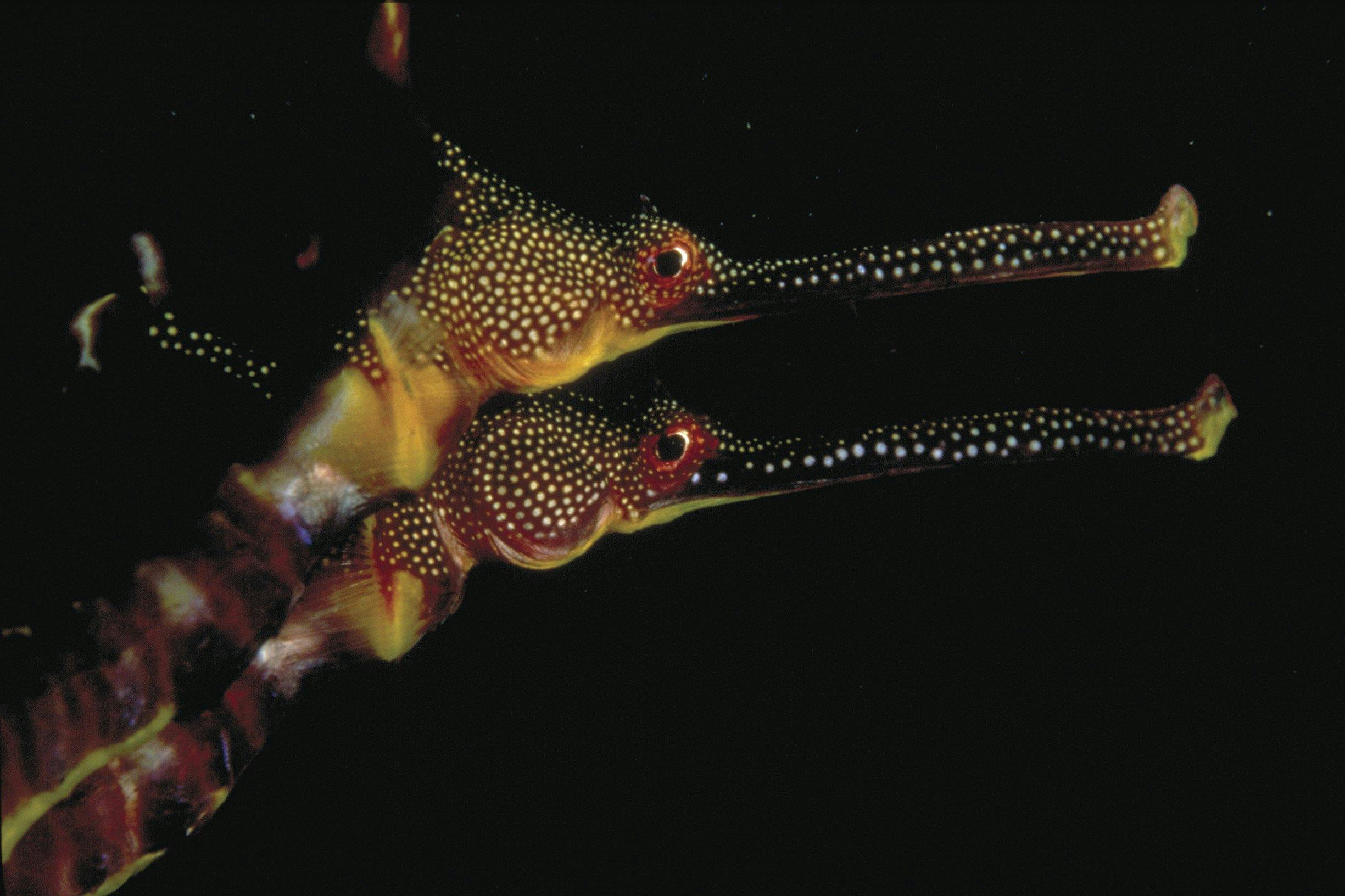 Generic Parks Victoria - Seadragons