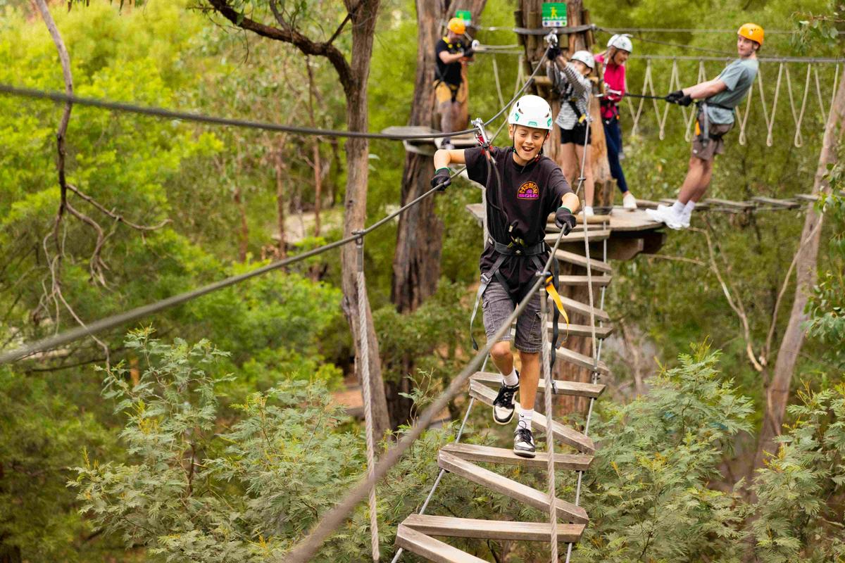 Enchanted Adventure: the Home of Tree Surfing