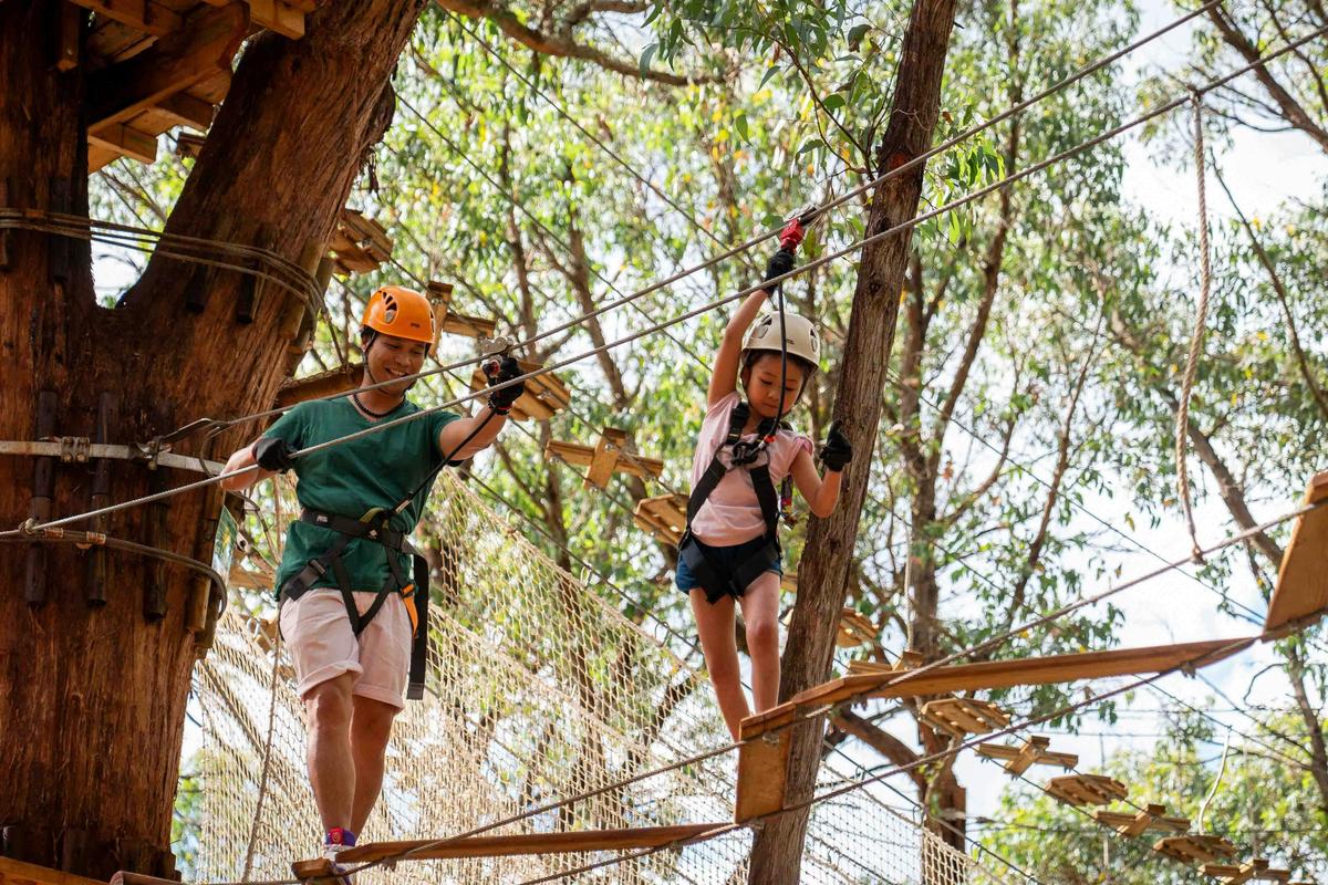 Enchanted Adventure: the Home of Tree Surfing