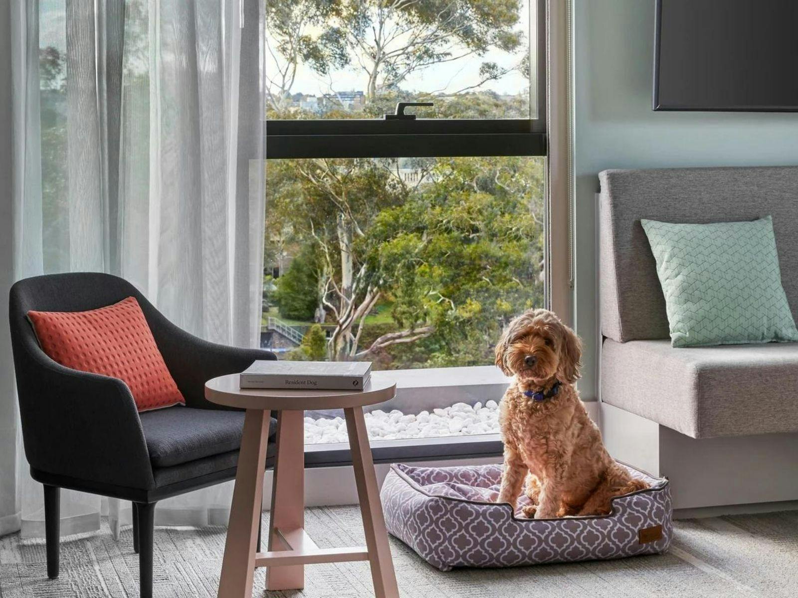 Hotel features space for you and your furry companion with expansive views over Richmond.