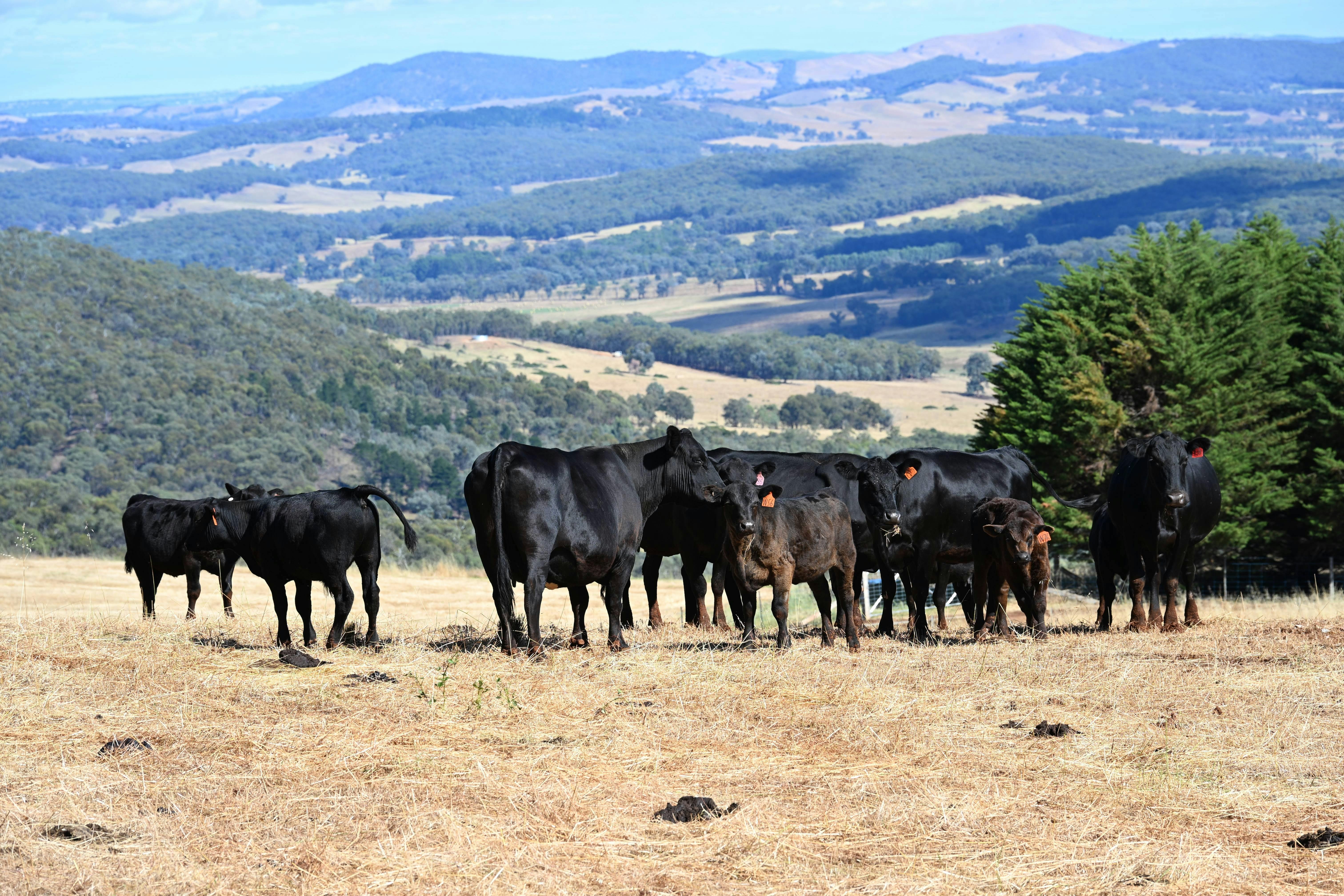 Black Angus Cattle