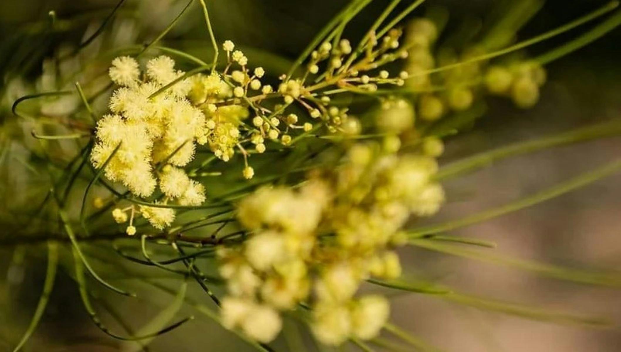 Gargarro Botanic Garden