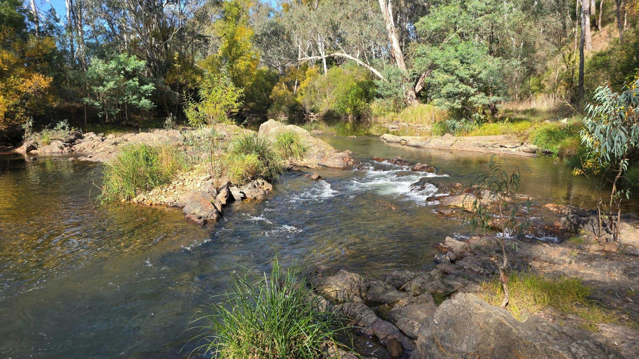 King river at Edi Cutting Reserve