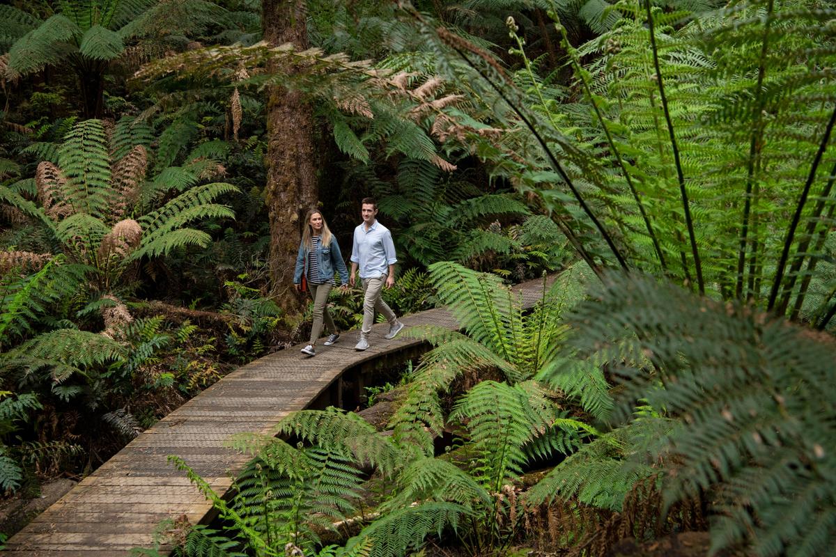 Fully guided ancient rainforest walk