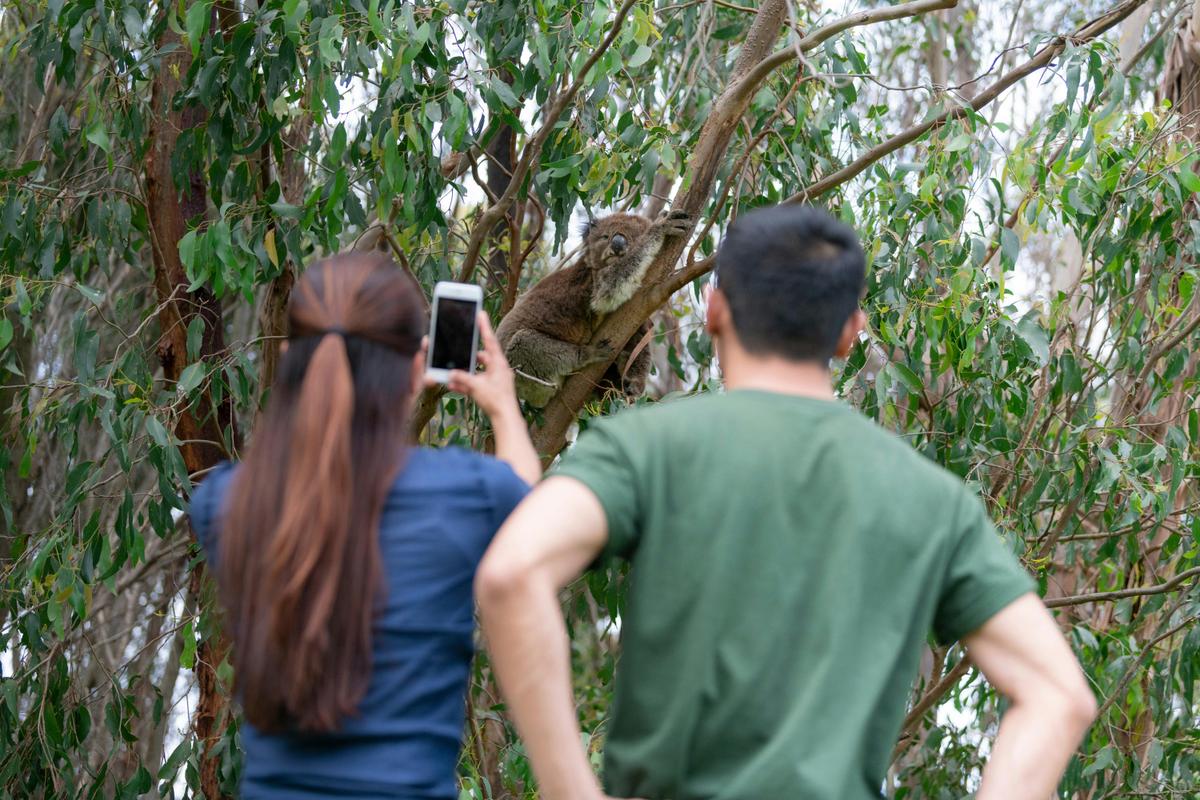 Encounter our native friends in the wild