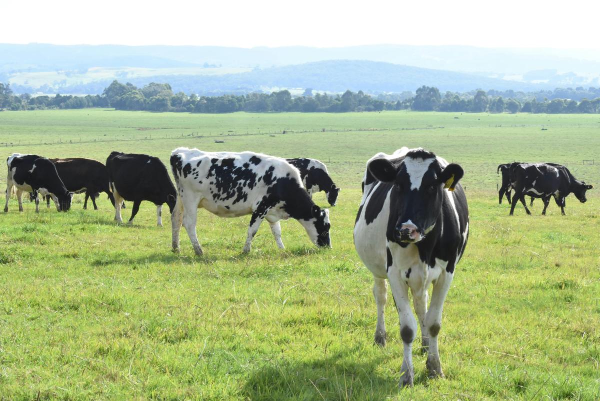 Cows