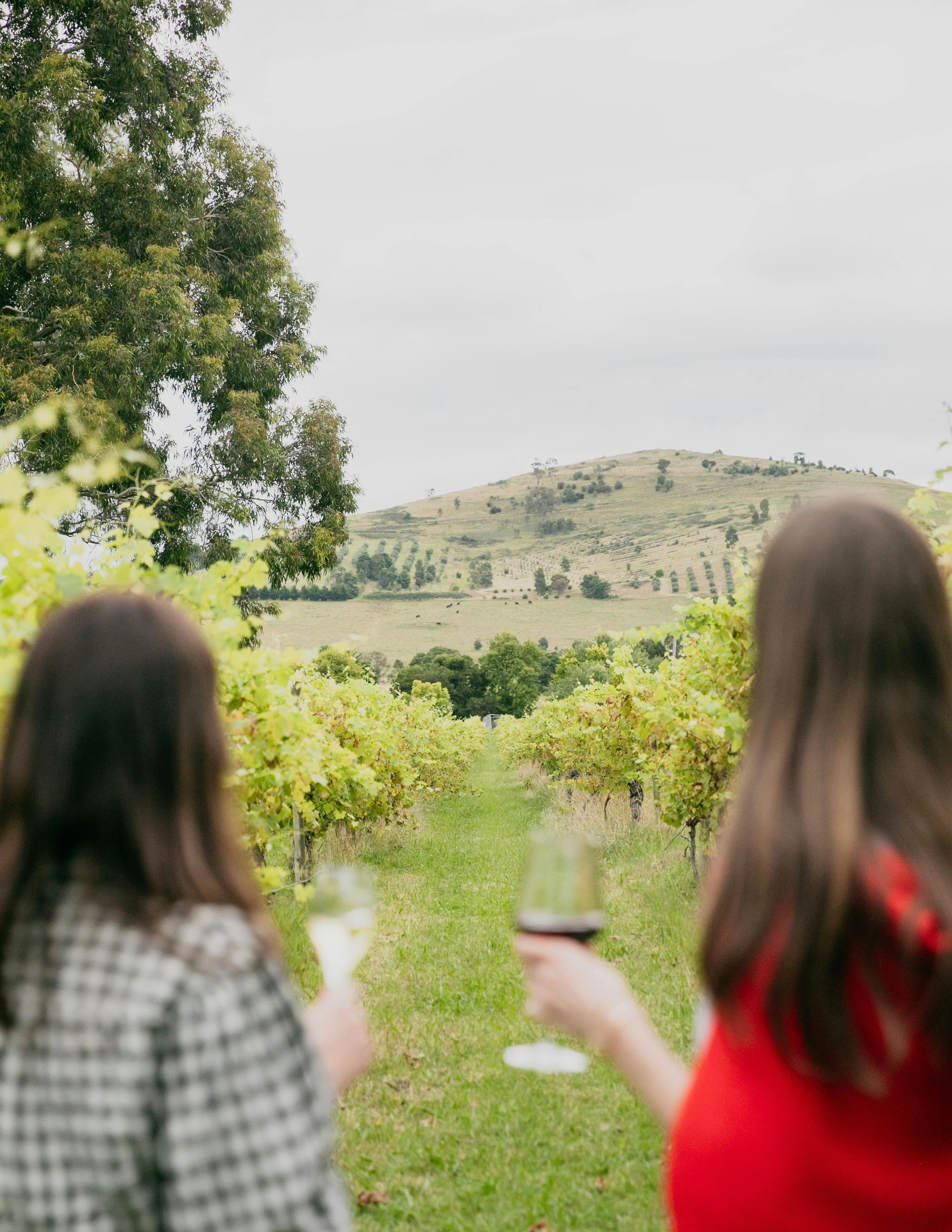 Vineyards at Fergusson