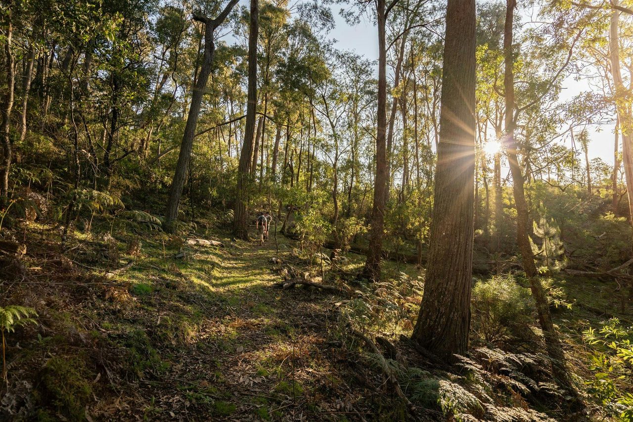 Singletrack walking on the Hume and Hovell Track
