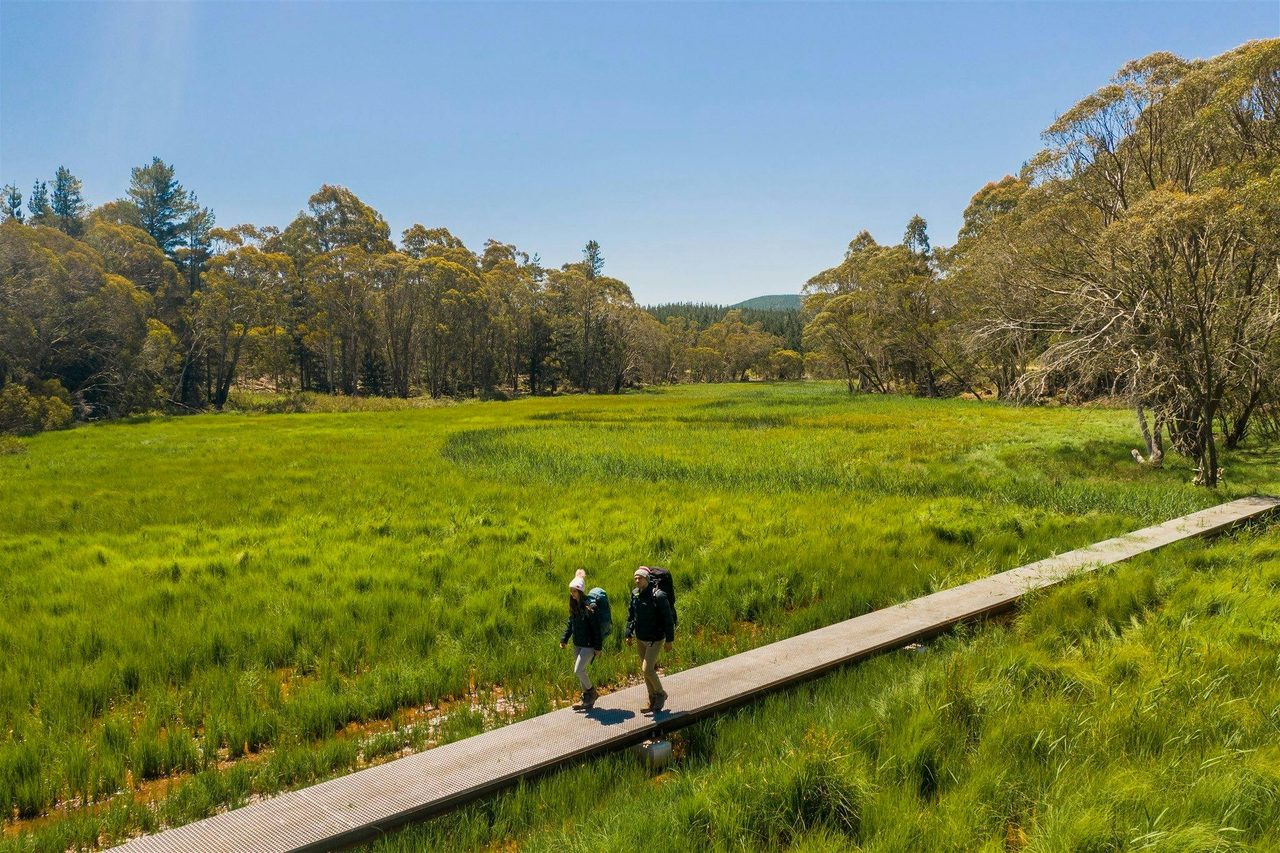 Hikers crossing Micalong Swamp