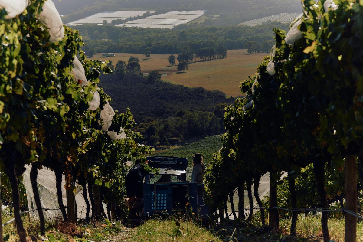 Applejack Vineyard