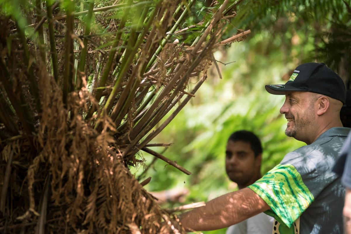 Endeavour Fern Gully