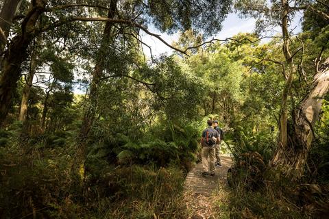 Endeavour Fern Gully