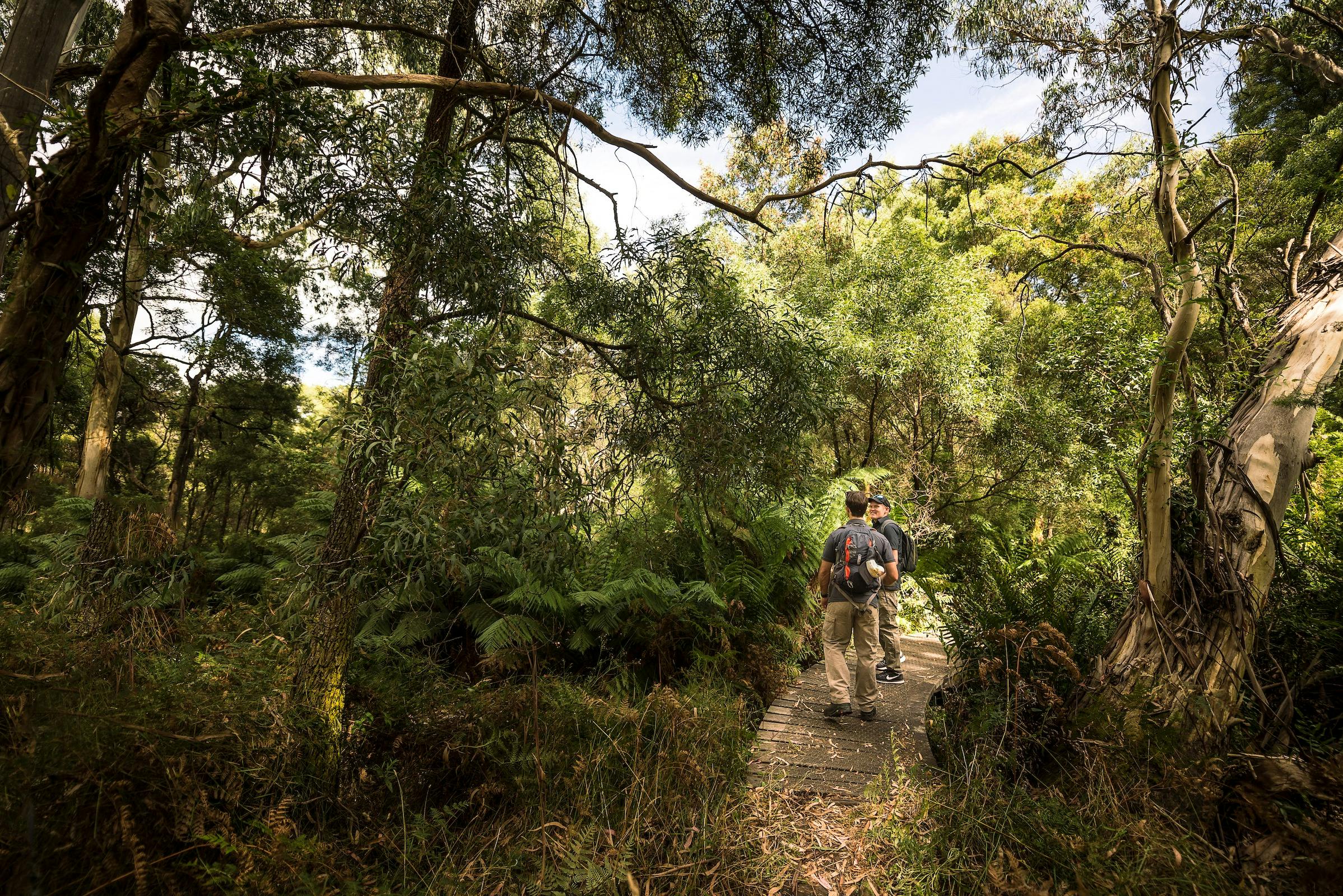 Endeavour Fern Gully