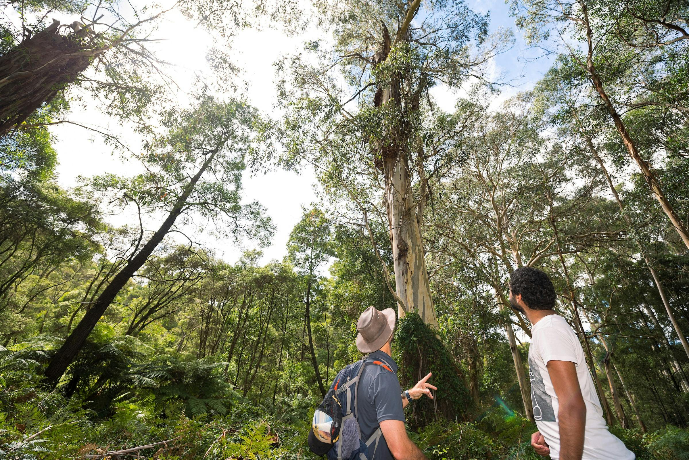Endeavour Fern Gully