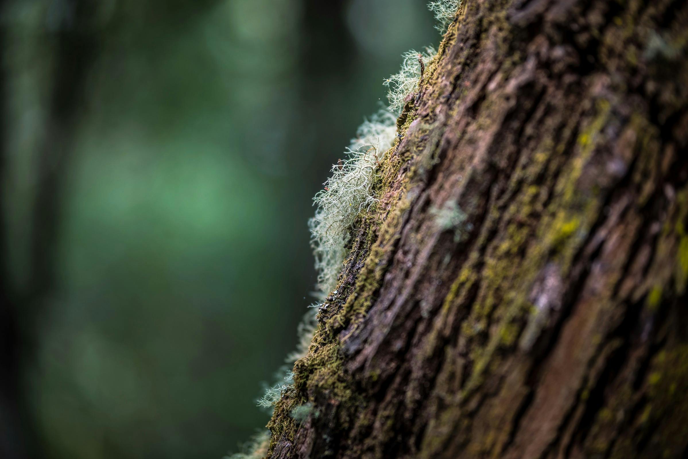 Endeavour Fern Gully