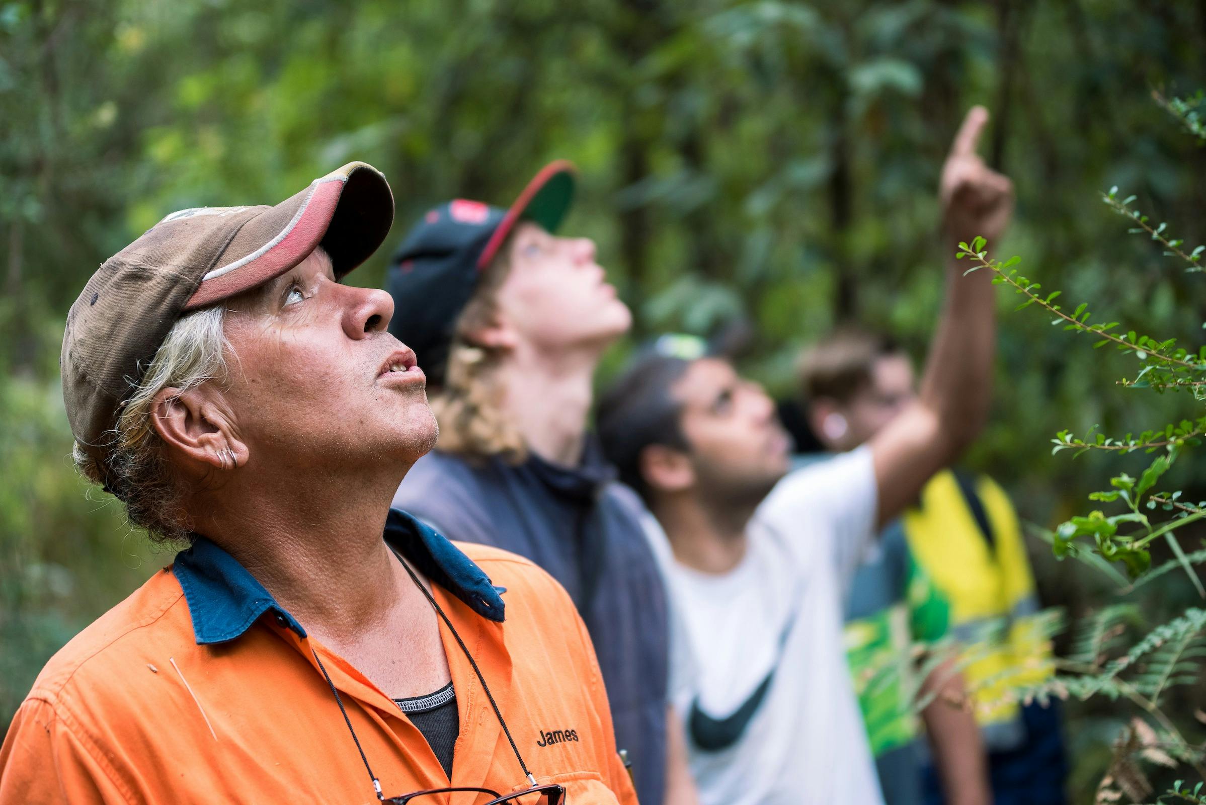 Endeavour Fern Gully