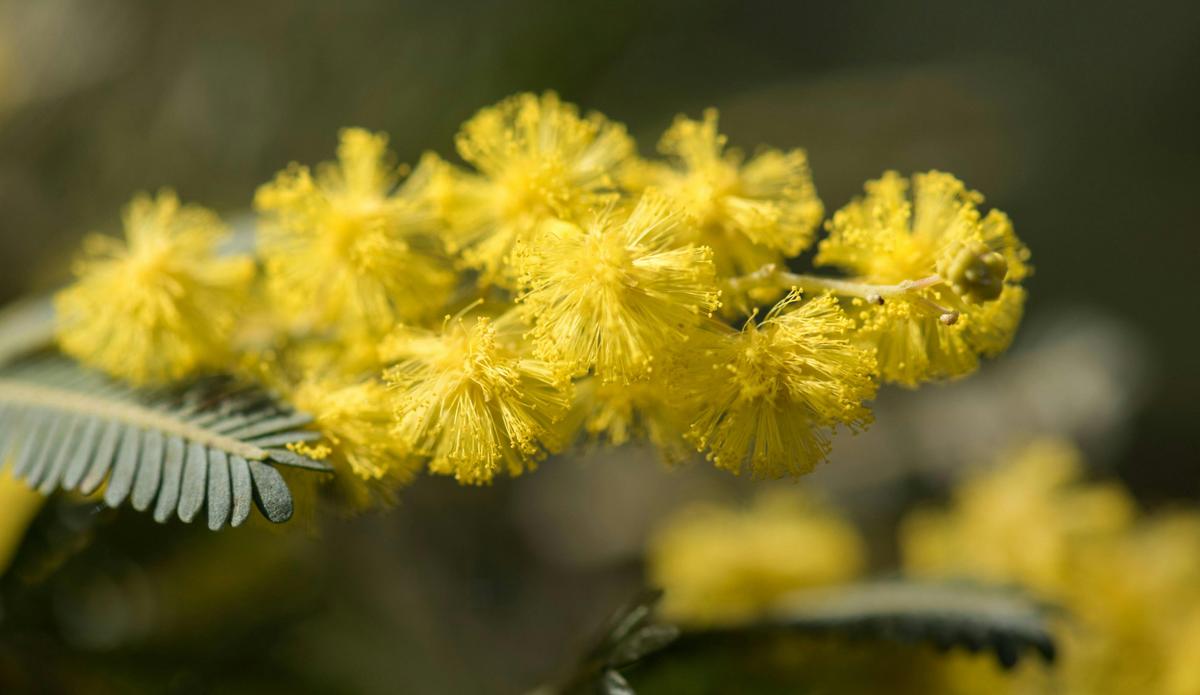 Wattles in the garden