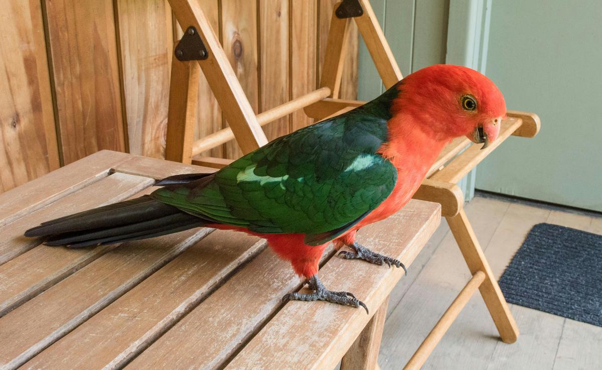 King Parrot on outside chair