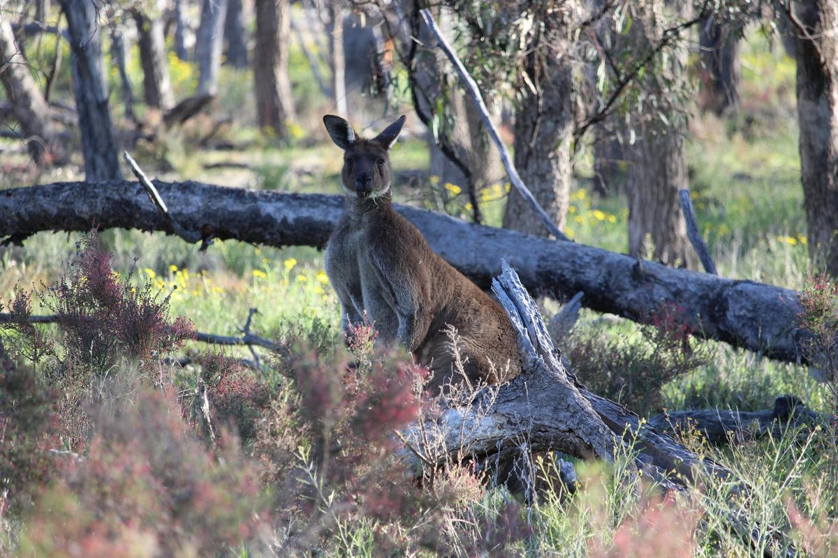 Western grey kangaroo Wyperfeld National Park